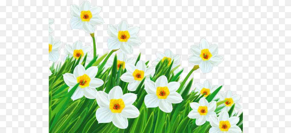 Easter Flower Clipart Daffodil Spring Flowers Transparent Beautiful Happy Good Morning Saturday, Plant, Daisy Free Png Download