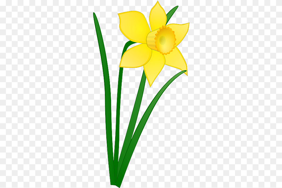Easter Flower Clipart Transparent Clip Art Stock, Daffodil, Plant, Person Free Png