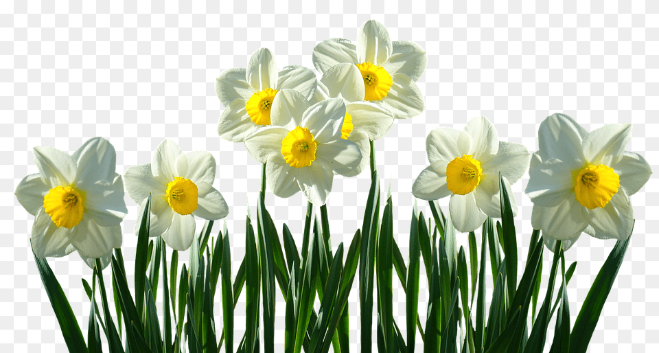 Easter Flower Images 11 Background Daffodils, Daffodil, Plant Png