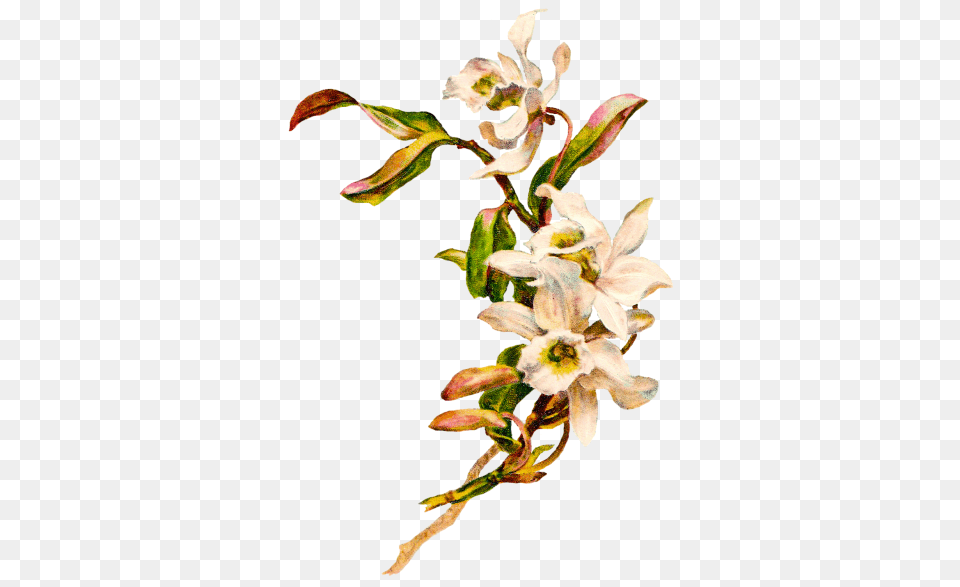 Easter Flower Image And Clipart, Acanthaceae, Plant, Petal, Flower Arrangement Free Transparent Png