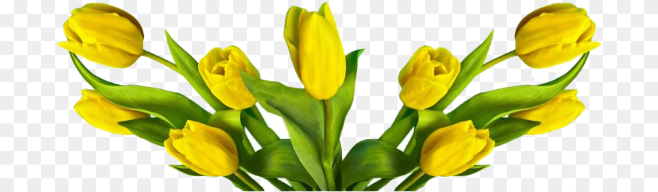 Easter Flower Transparent Mart Easter Flowers Transparent, Petal, Plant, Tulip, Leaf Free Png Download