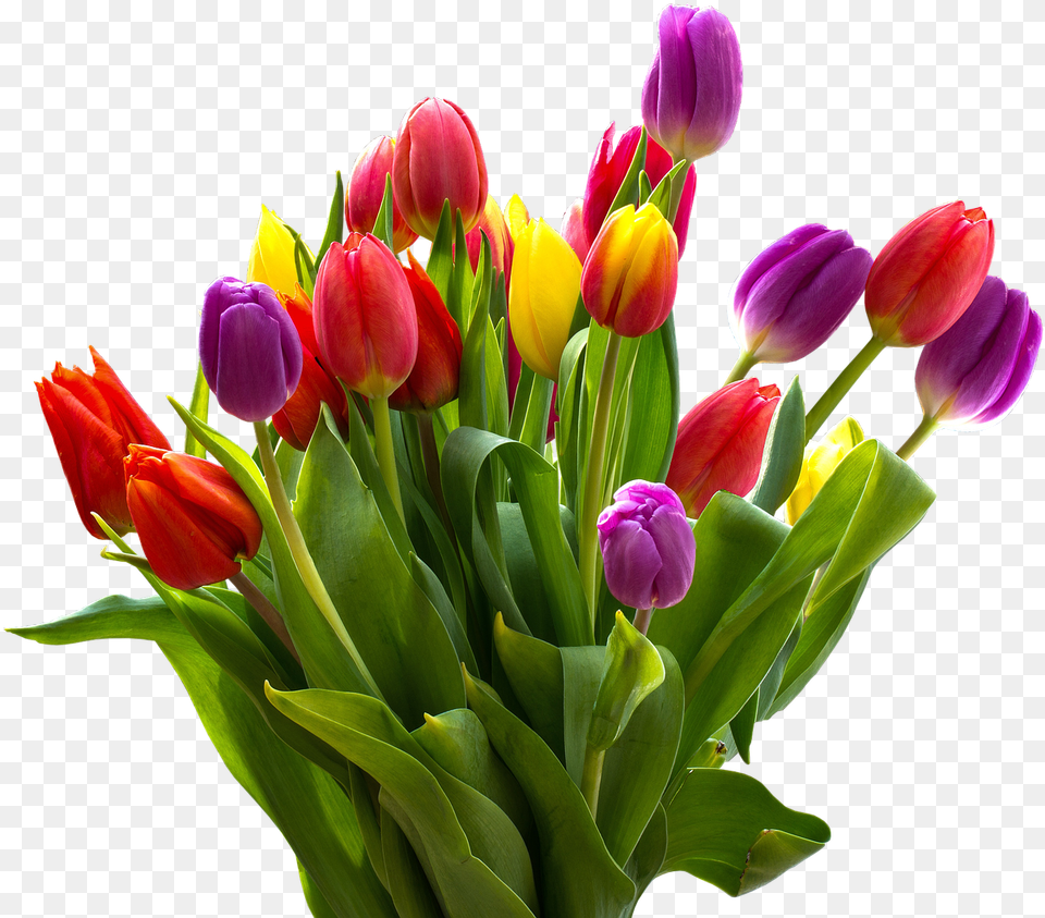 Easter Flower Tulip Flower, Flower Arrangement, Flower Bouquet, Plant Free Transparent Png