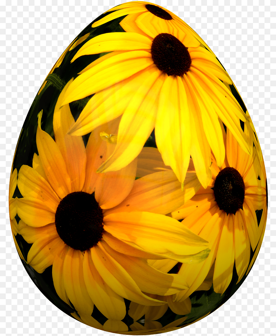 Easter Flowers, Daisy, Flower, Plant, Petal Free Png Download
