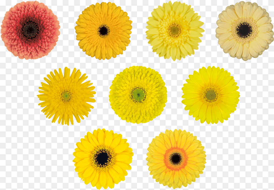 Easter Flowers, Daisy, Flower, Petal, Plant Png