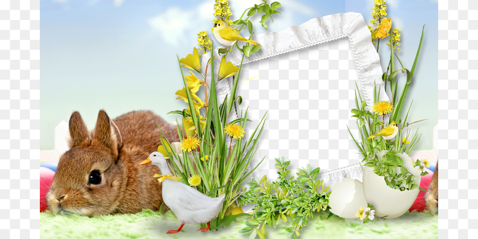 Easter Frames, Flower, Flower Arrangement, Plant, Animal Free Png Download