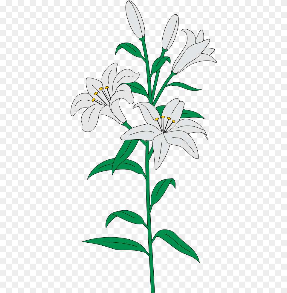 Easter Lilies, Anther, Flower, Plant, Lily Png