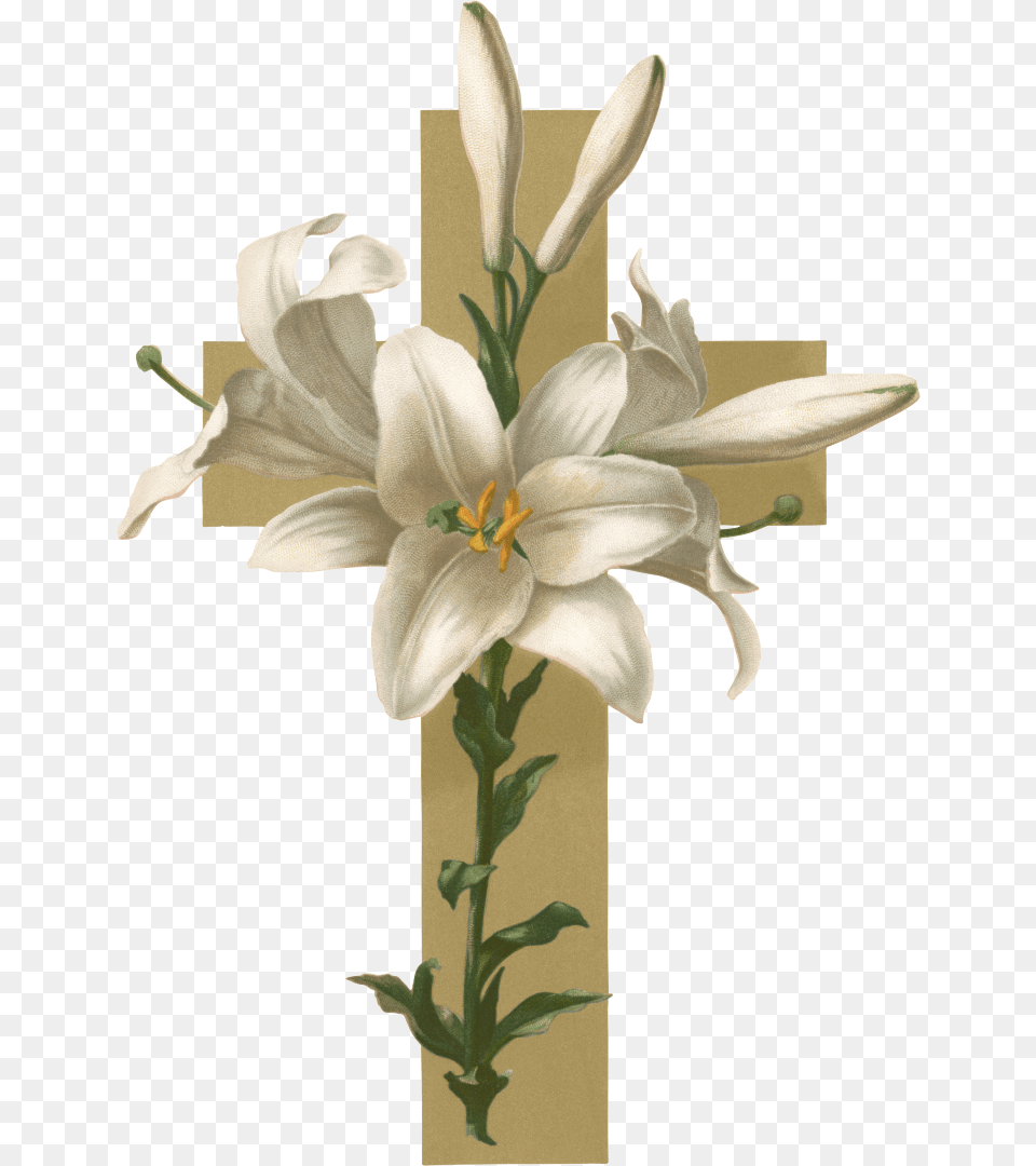 Easter Lilies With Cross, Flower, Plant, Lily, Anther Free Png