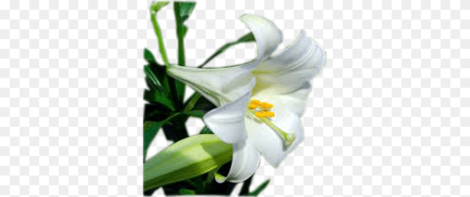 Easter Lily, Flower, Plant, Brush, Device Free Png Download