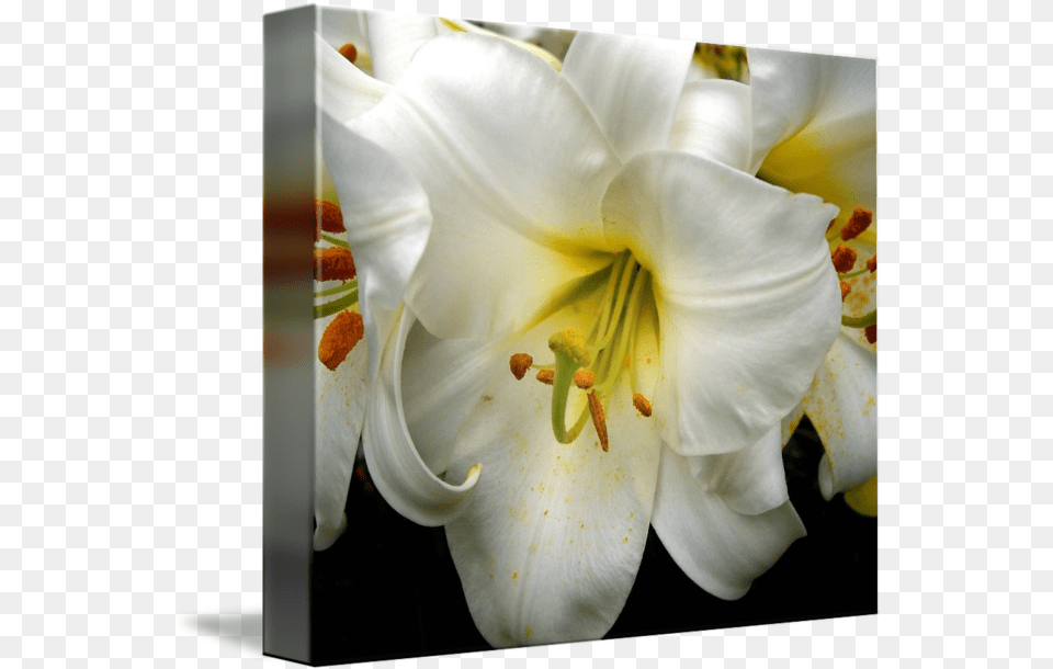 Easter Lily By I Love Flowers Tiger Lily, Flower, Plant, Pollen, Rose Png Image
