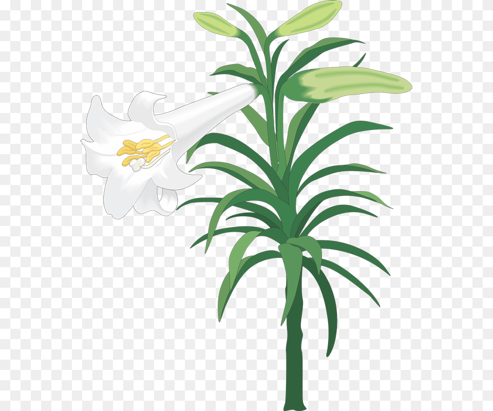 Easter Lily Clip Art, Flower, Plant, Anther Free Png Download