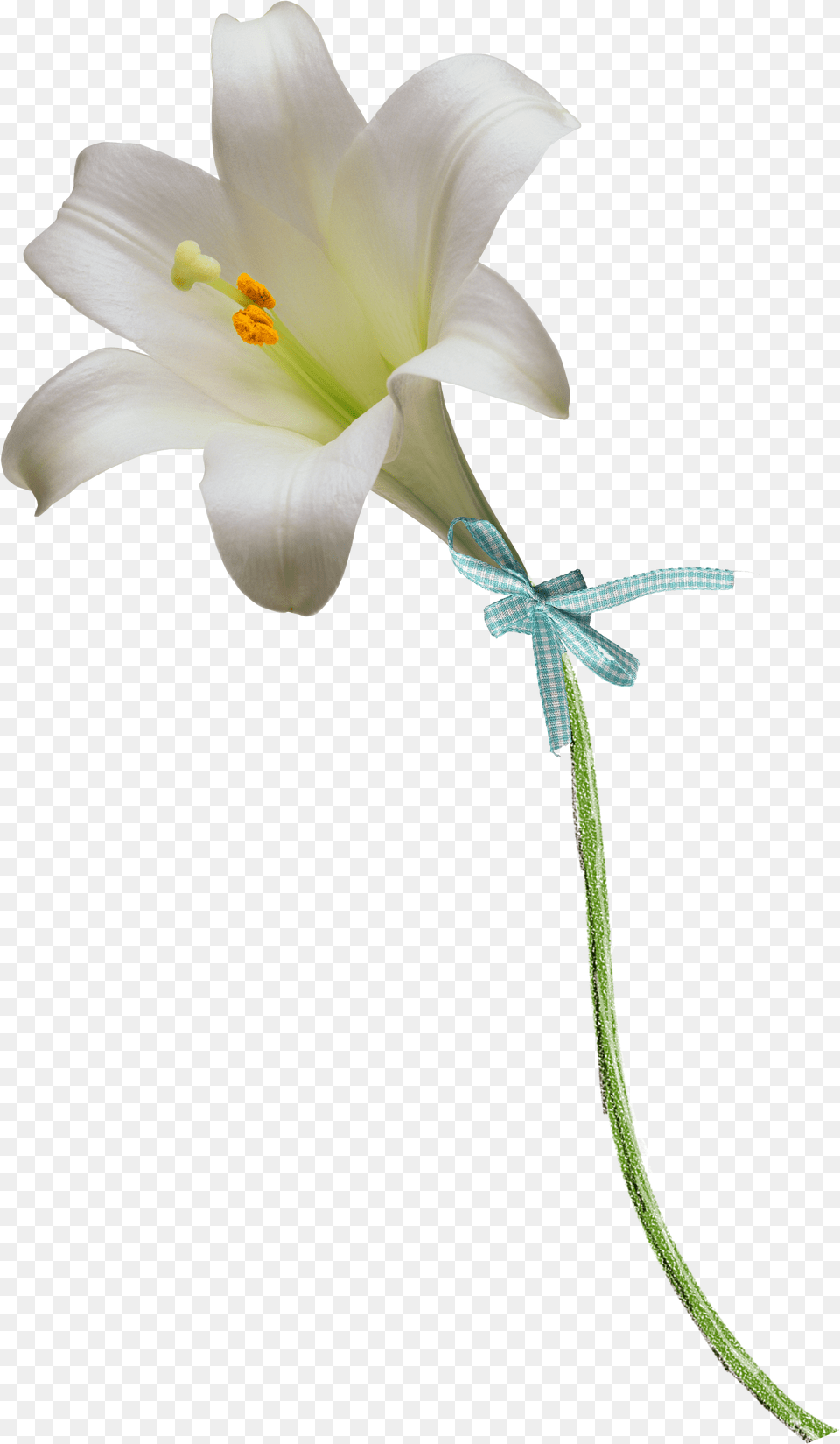 Easter Lily Clipart Easter Lily, Flower, Plant, Anther Png