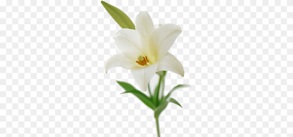 Easter Lily Flower Bouquet Lilium Easter Lily, Plant, Anther, Animal, Bird Free Png