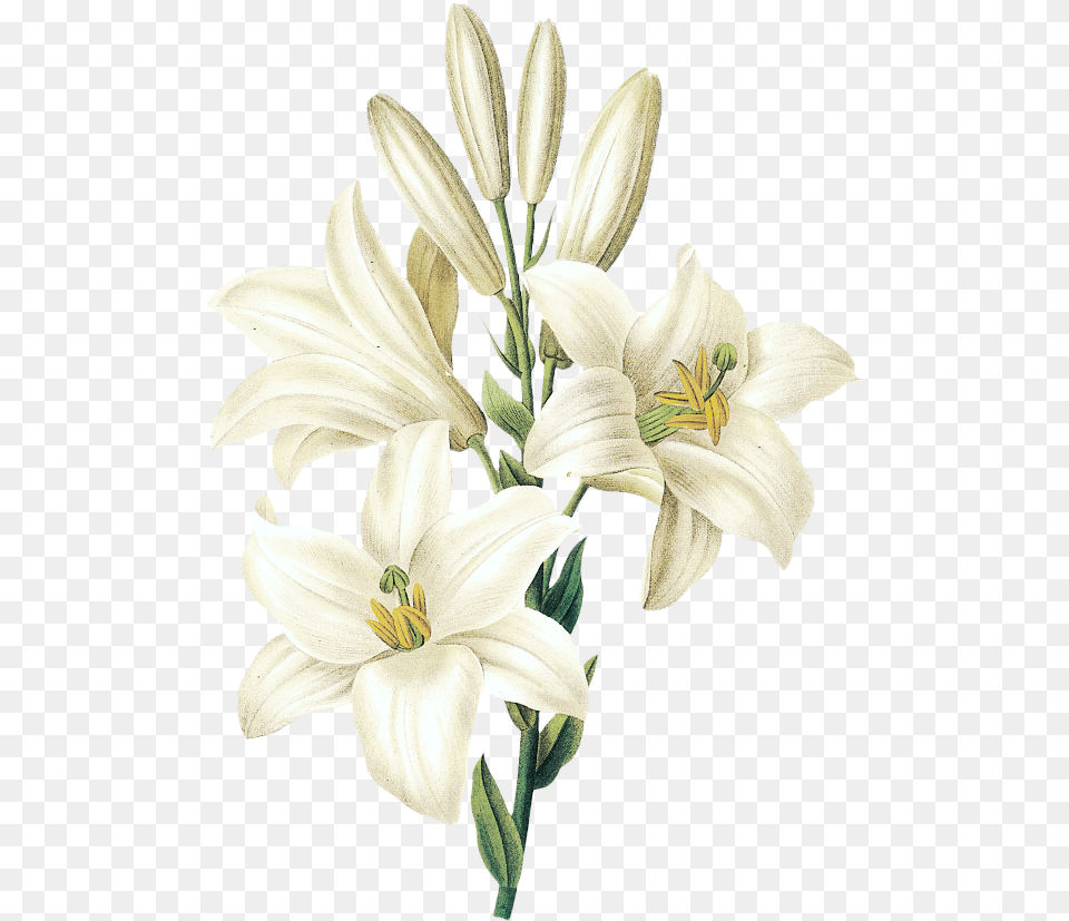 Easter Lily Flower Drawing White Lily, Anther, Plant Free Png Download