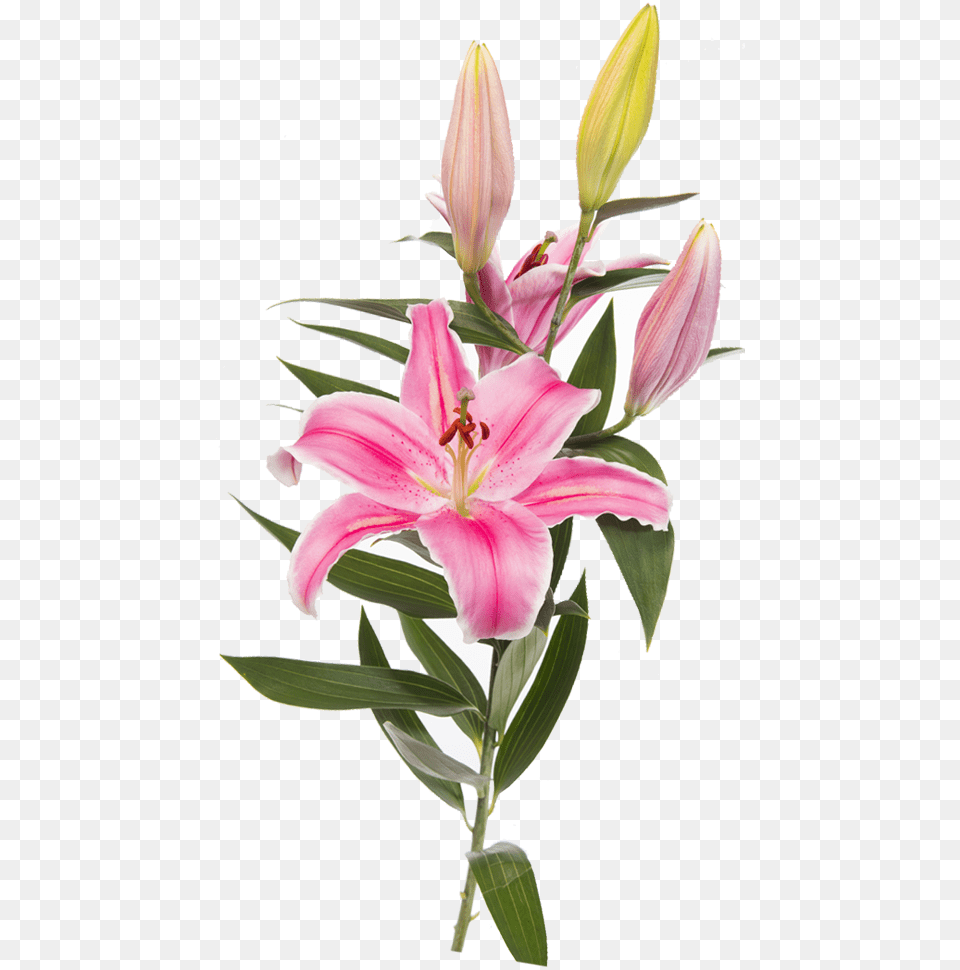 Easter Lily Lilium Stargazer Tiger Lily Flower Transparent, Plant, Anther, Flower Arrangement Png Image