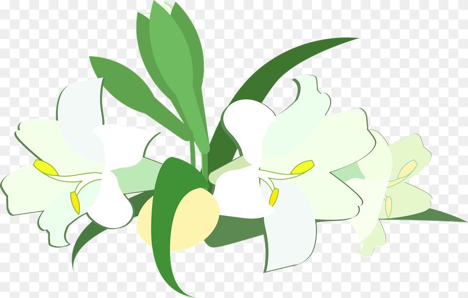 Easter Lily Lily, Flower, Plant, Anther Png Image