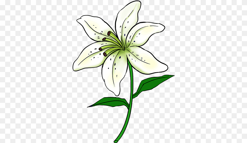 Easter Lily Sketch Easy Lily Flower Drawing, Anther, Plant, Animal, Fish Png