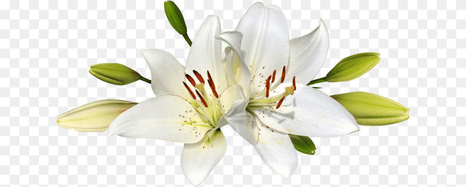 Easter Lily Transparent Transparent Background Easter Lilies, Anther, Flower, Plant Free Png Download