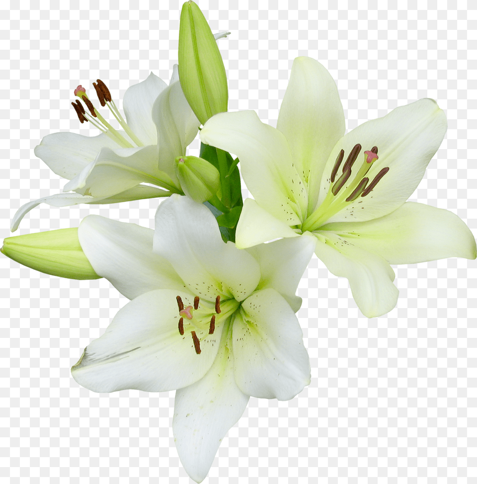 Easter Lily With No Background, Anther, Flower, Plant, Chandelier Png