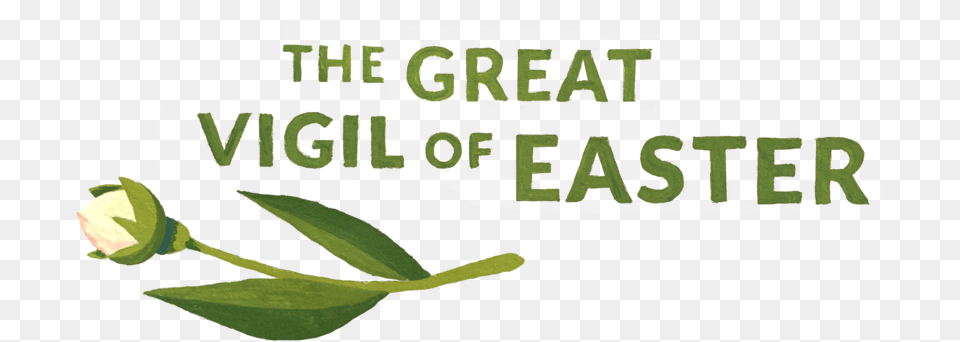 Easter Vigil Tea Plant, Bud, Flower, Herbal, Herbs Free Png Download