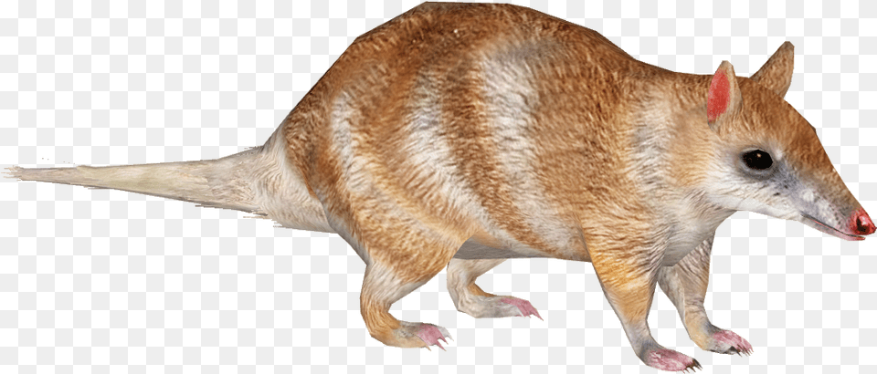 Eastern Barred Bandicoot 3 Wiki, Animal, Mammal, Rat, Rodent Free Png Download