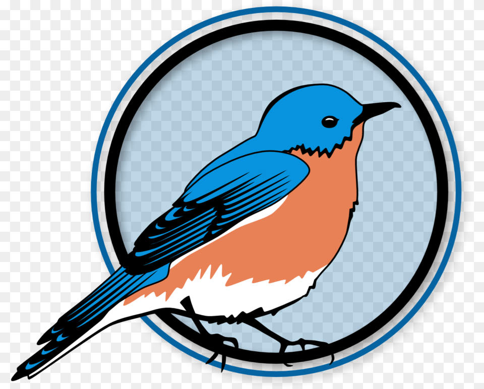 Eastern Bluebird, Animal, Bird, Blue Jay, Jay Free Png
