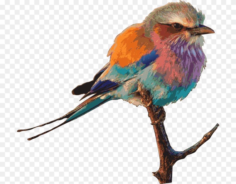 Eastern Bluebird Birds Birding Drawing Birdwatching Free, Animal, Bird, Jay, Bee Eater Png