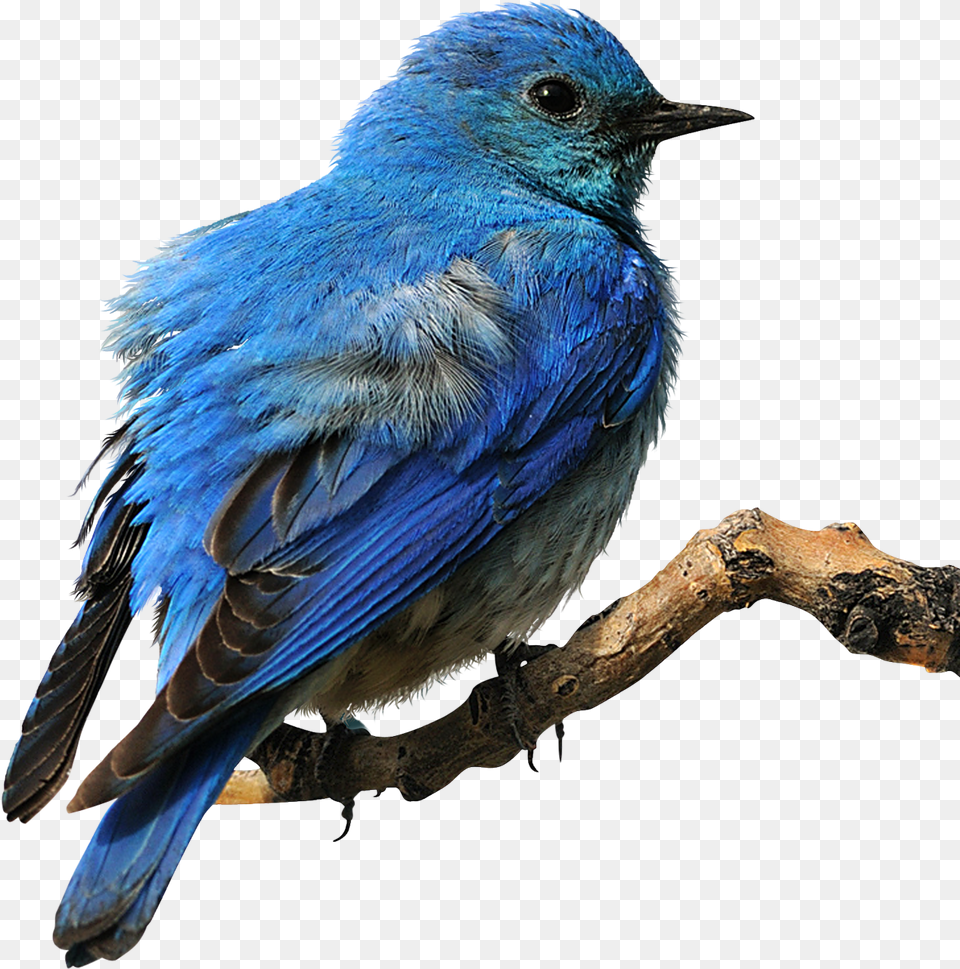 Eastern Bluebird Clip Art Eastern Bluebird Transparent Background, Animal, Bird, Jay, Blue Jay Png Image