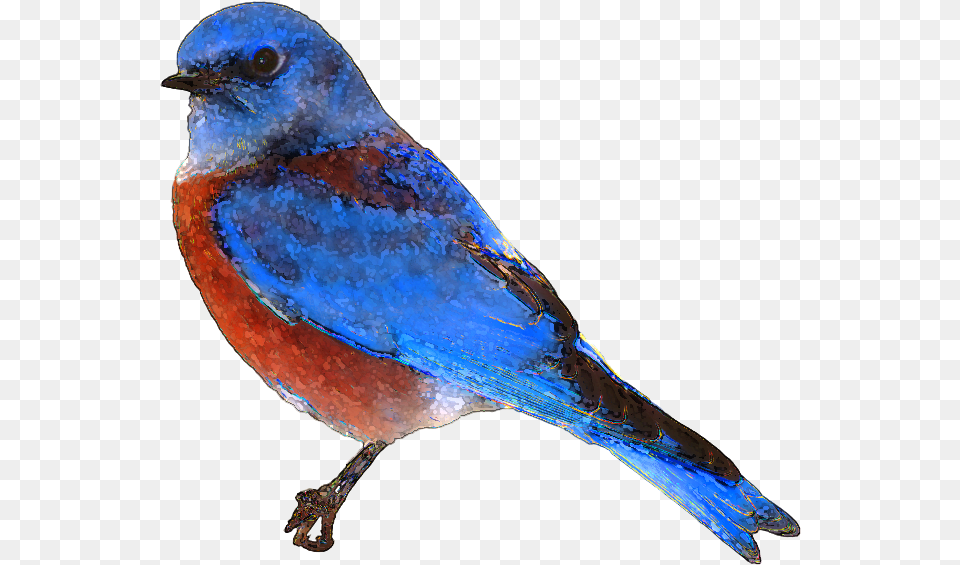 Eastern Bluebird Clip Art No Background Blue Bird, Animal, Blue Jay, Jay, Fish Free Transparent Png