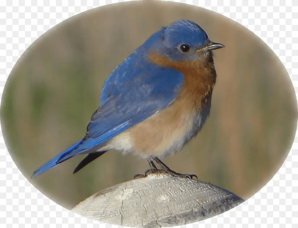 Eastern Bluebird On Fence Post Eastern Bluebird, Animal, Bird, Blue Jay, Jay Free Png Download