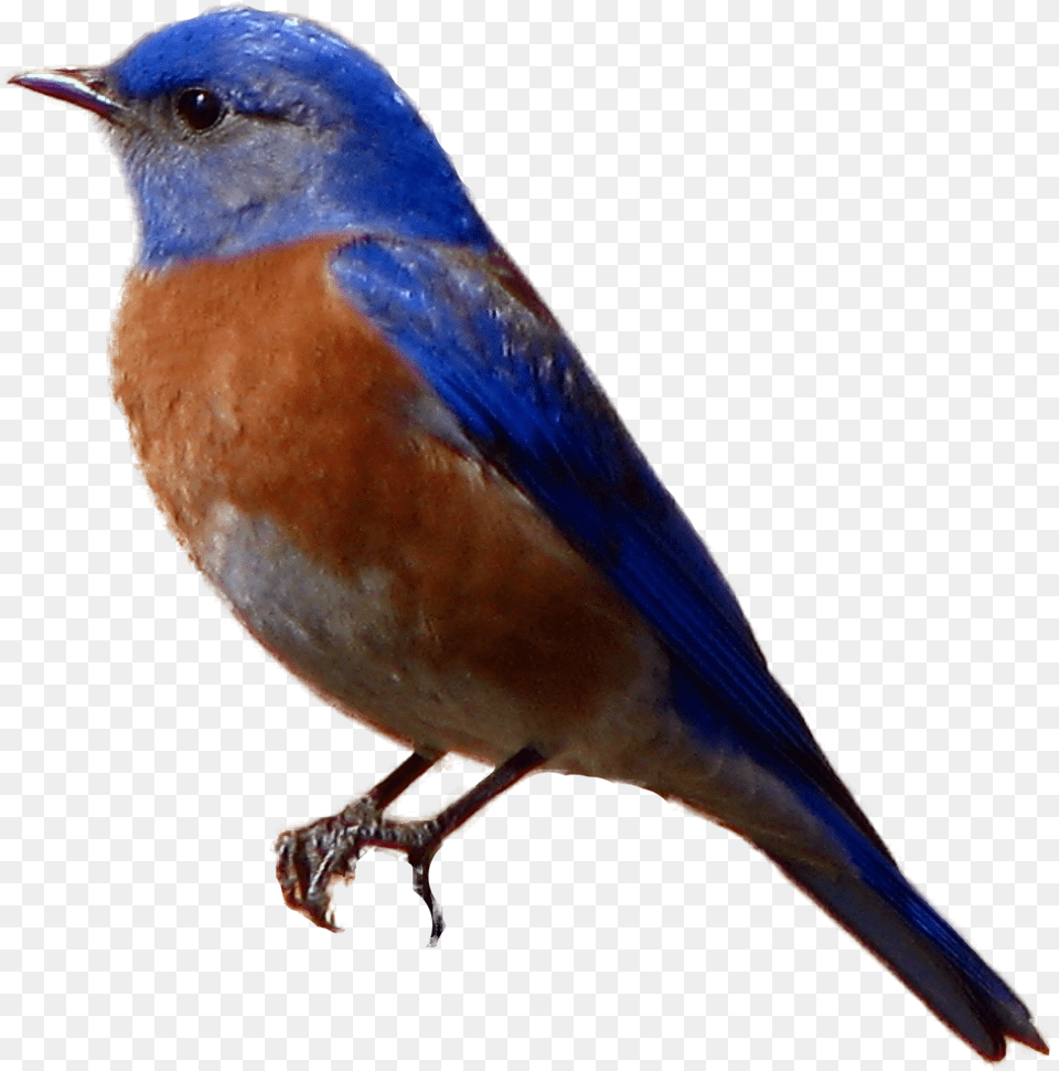 Eastern Bluebird Transparent Background Blue Bird, Animal, Blue Jay, Jay Free Png Download