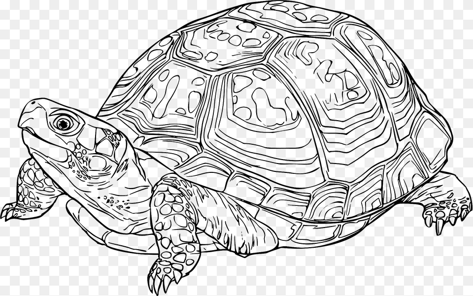 Eastern Box Turtle Black And White Clipart, Animal, Reptile, Sea Life, Tortoise Png