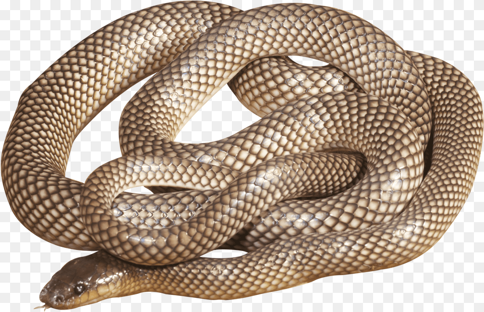Eastern Brown Snake, Animal, Reptile, King Snake Png Image