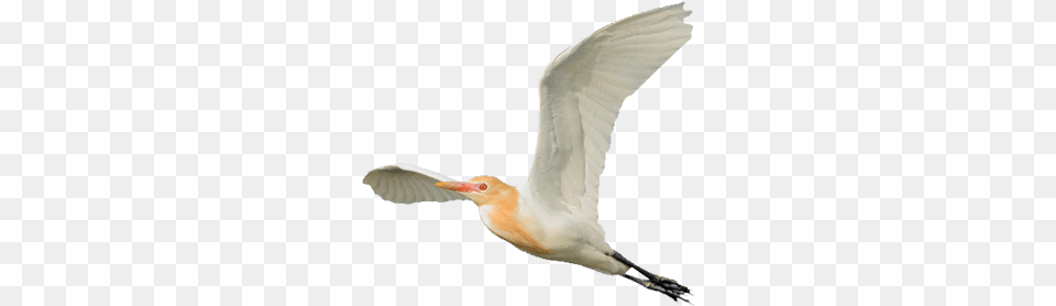 Eastern Cattle Egret Egret, Animal, Bird, Waterfowl, Flying Free Png Download