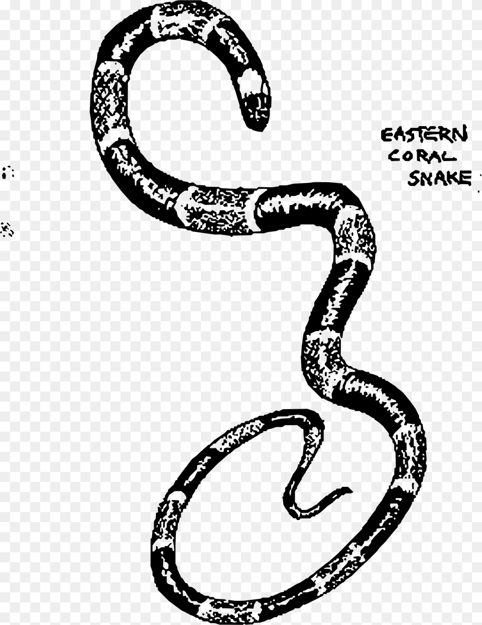 Eastern Coral Snake Clip Arts Snake Images For Snake Ladder Without Background, Gray Free Png