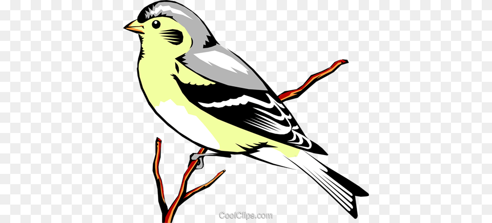 Eastern Goldfinch Royalty Vector Clip Art Illustration, Animal, Bird, Finch, Canary Free Png