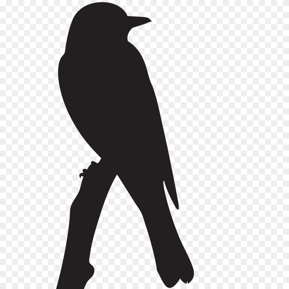 Eastern Kingbird Overview All About Birds Cornell Lab Of Ornithology, Silhouette, Adult, Animal, Bird Png Image