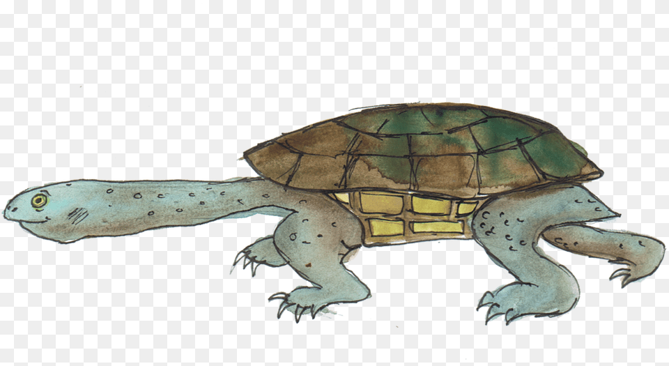 Eastern Long Necked Tortoise Eastern Long Necked Turtle, Animal, Reptile, Sea Life, Fish Free Png Download
