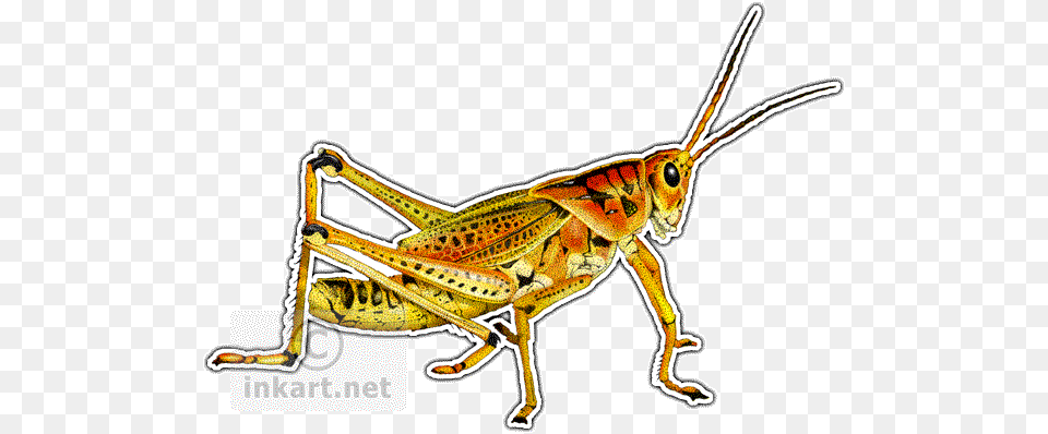 Eastern Lubber Grasshopper Art Decal Eastern Lubber Grasshopper, Animal, Insect, Invertebrate Png Image