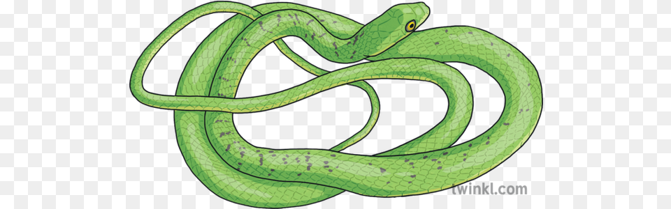 Eastern Natal Green Snake Animal Smooth Green Snake, Green Snake, Reptile Free Png