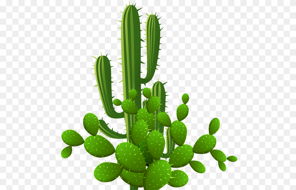 Eastern Prickly Pear, Plant, Cactus Png Image