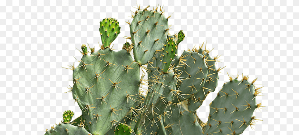 Eastern Prickly Pear, Plant, Cactus Free Png Download