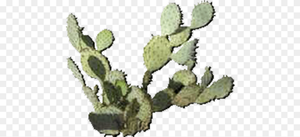 Eastern Prickly Pear, Cactus, Plant Png Image