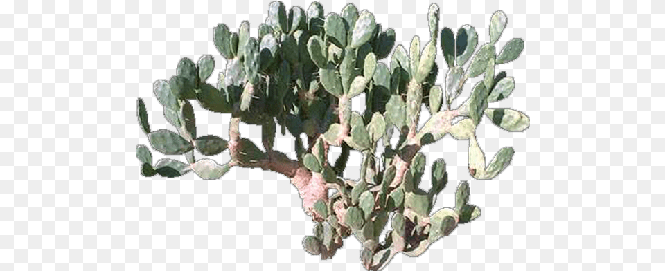 Eastern Prickly Pear, Plant, Cactus Png