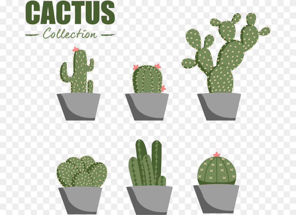 Eastern Prickly Pear, Plant, Potted Plant, Cactus Free Png