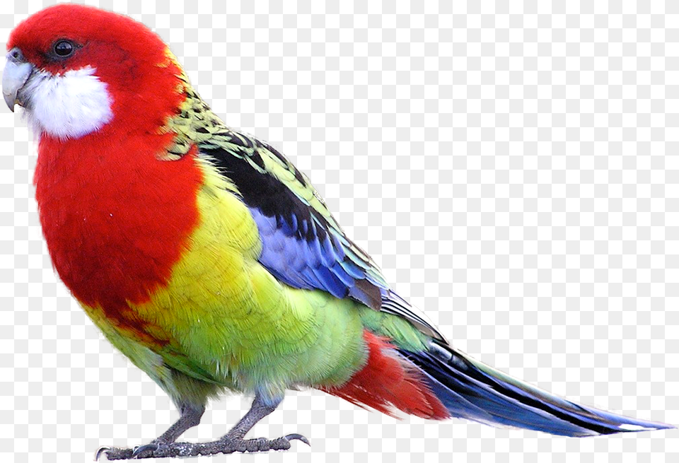 Eastern Rosella, Animal, Bird, Parakeet, Parrot Png Image