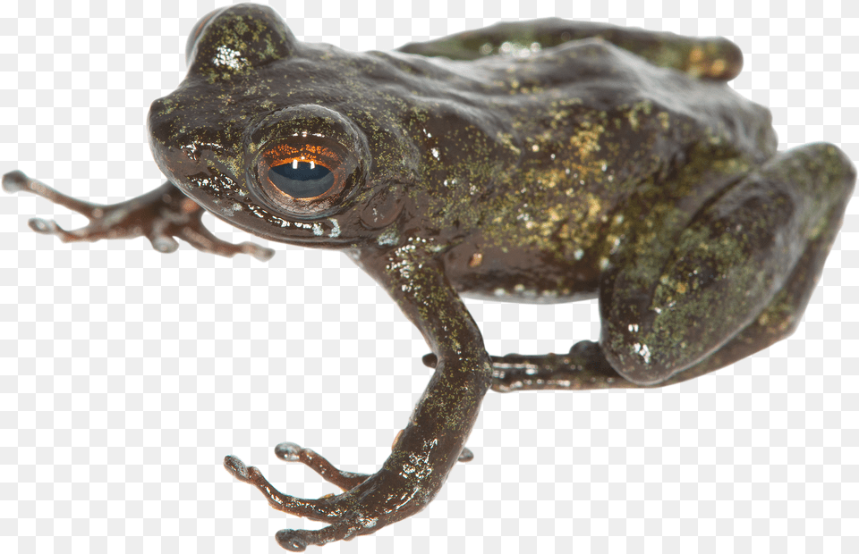 Eastern Spadefoot, Amphibian, Animal, Frog, Wildlife Free Png Download