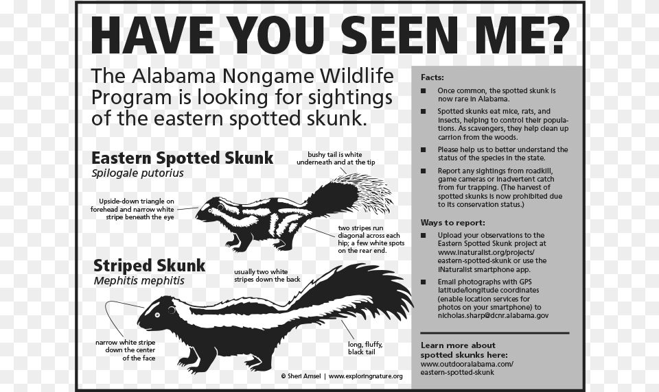 Eastern Spotted Skunk, Advertisement, Poster, Animal, Dinosaur Free Transparent Png