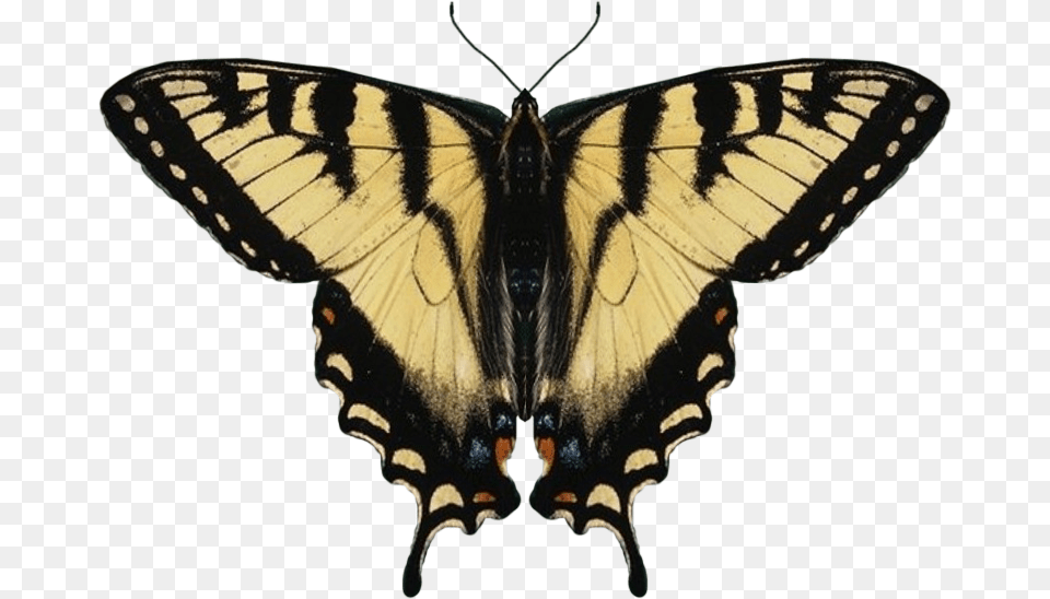 Eastern Tiger Swallowtail Butterfly Wings, Animal, Insect, Invertebrate Png Image