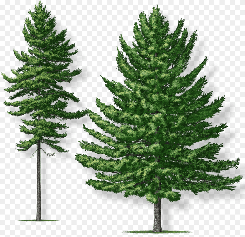 Eastern White Pine Transparent, Conifer, Fir, Plant, Tree Png