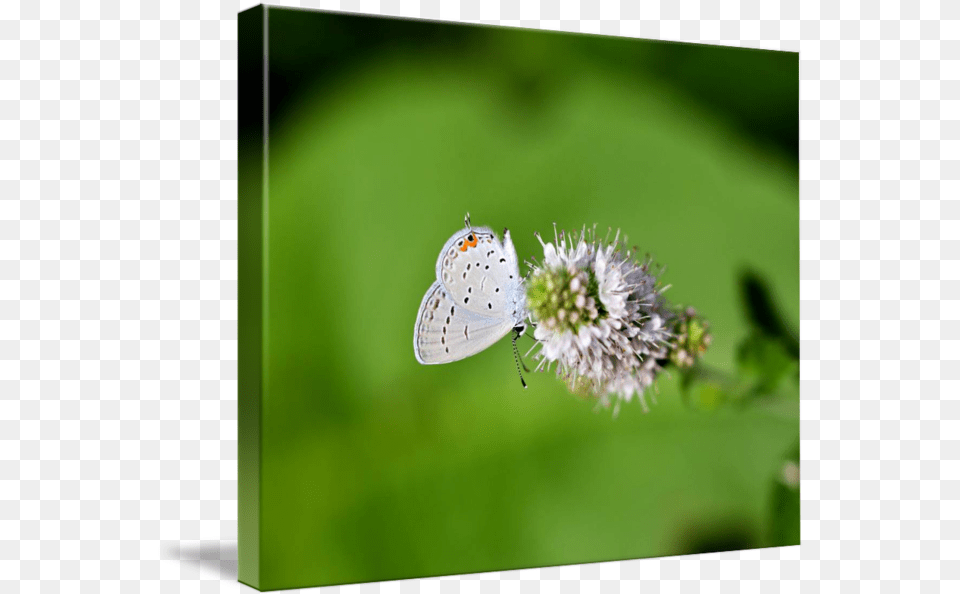 Easterntailed Blue Butterfly Lycaenid, Animal, Herbs, Mint, Plant Free Png Download
